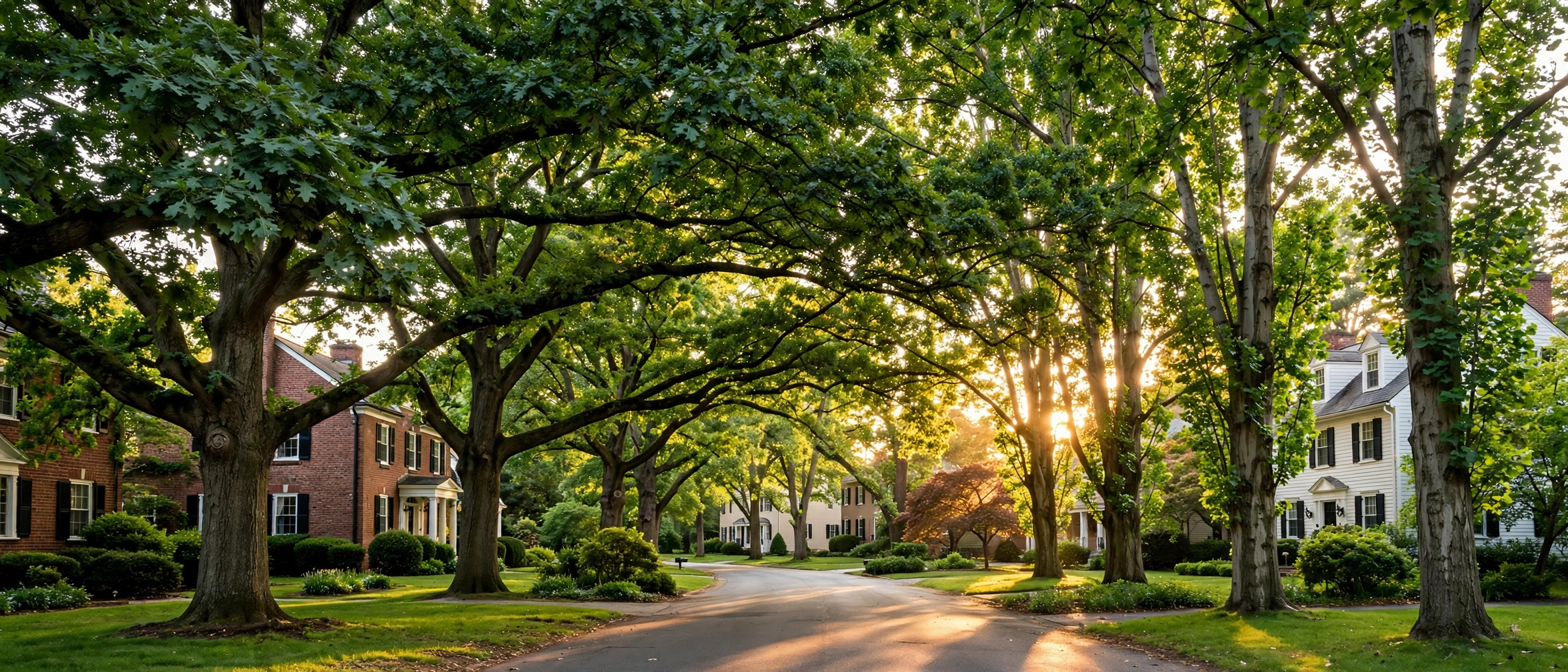 Mature oak trees forming a leafy canopy over a suburban street in Anne Arundel County, Maryland